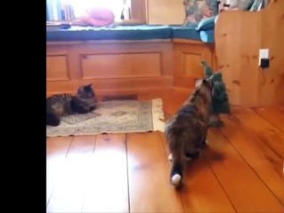 Funnies cat moment, jump scared !!! watch now #1