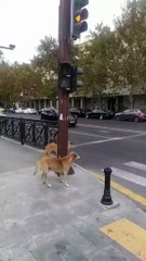 #funny Animals video #Shorts #china #singapur #turkey #india #pk #pranks #funny #israeil #agra #landon #canada #drivingfail