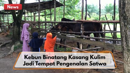 Kebun Binatang Kasang Kulim Menjadi Tempat Pembelajaran Dan Pengenalan Satwa Kepada Anak-Anak