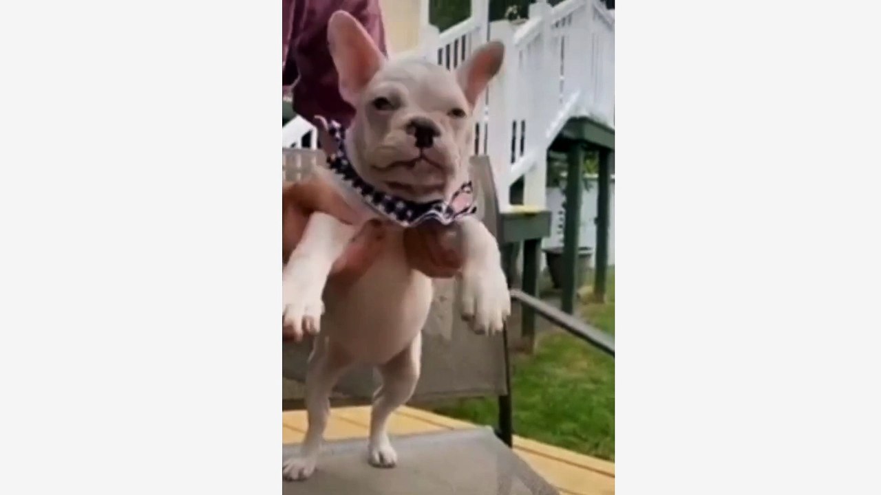 Funny Animal Videos  Funny Dog Videos Compilation 2022  Very Cute Animals
