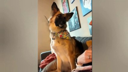 Try Not To Laugh_ Animals Funny Dogs and Cats in The Act 2022 Part 1