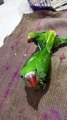 Bolne Wala Tota Talking Parrot #parrots