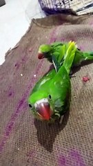 Bolne Wala Tota Talking Parrot #parrots