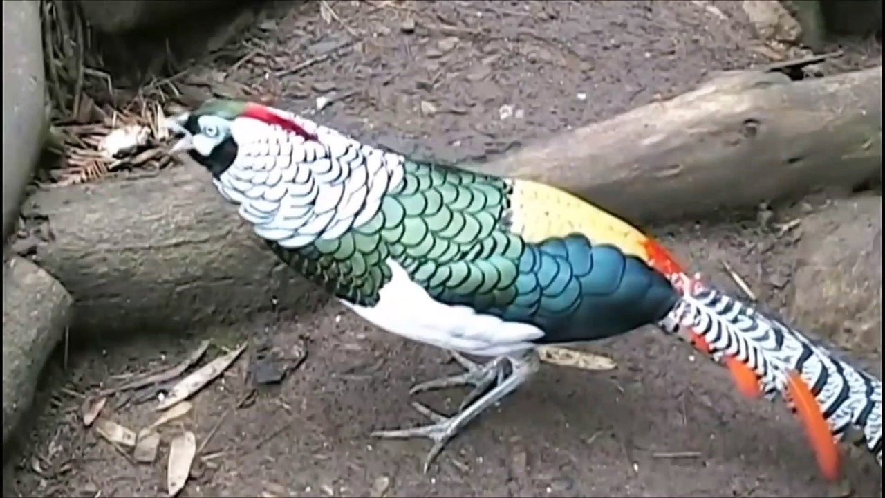 animal is beautiful creature on our planet Part 2