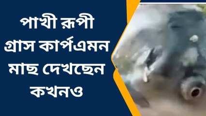 হাওড়া: আশ্চর্য! অবিকল পাখির মত দেখতে মাছ, দেখুন ভিডিও