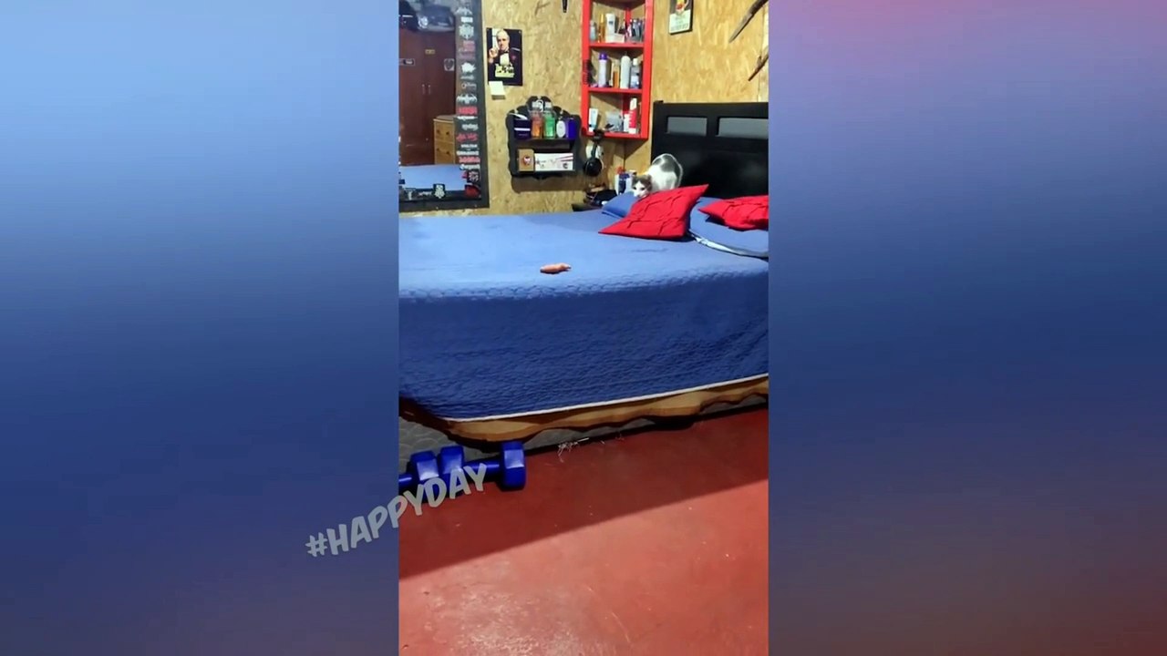 Funny Cats 2022 | Four Minutes Of Laughter