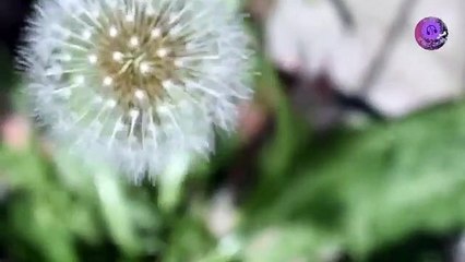 Instrumental Backsound Relaxing Music