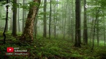 1 HOUR of Soothing Rain Relaxation Music for Sleeping, Studying, Healing, and Meditation.