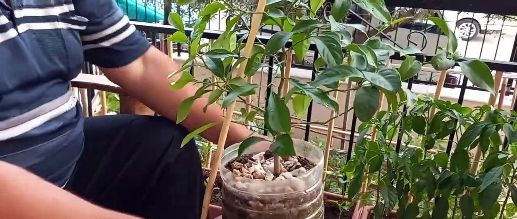 Saksıda fidan ve çiçek doğrultma tekniği