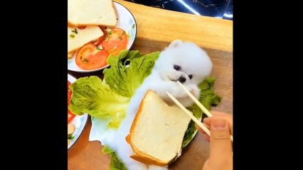 Funny and Cute Dog Pomeranian | Funny Puppy Videos #4