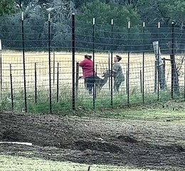 Buck Gets Rescued From the Fence