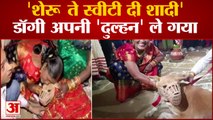 डॉगी ले गया अपनी 'दुल्हन' ऐसी शादी आपने कभी नहीं देखी होगी। Gurugram Dog Sheru Sweety Marriage