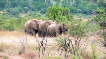 Elephants Animals Collection in 2023 | 4K African Wildlife | Elephant Stock Video Footage
