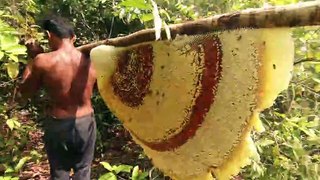 Primitive Technology Harvest Beehive and Honey by Brave Bushmen