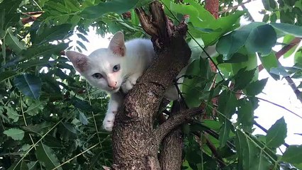 cute cat climbing a tree