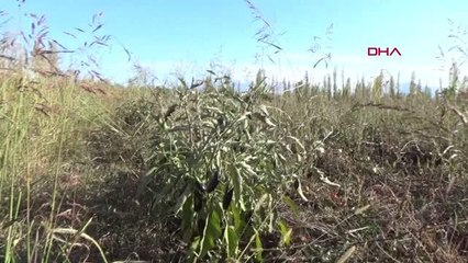IĞDIR'DA TESCİLLİ PATLICAN REÇELİ KADINLARIN GELİR KAPISI OLDU