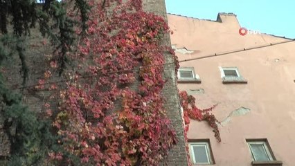 Eskişehir'de rengarenk sarmaşıklar adeta duvarları boyuyor