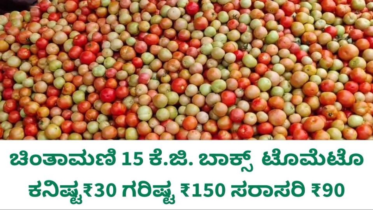 ಚಿಂತಾಮಣಿ ನಾಟಿ ಟೊಮ್ಯಾಟೋ ಬೆಲೆ ಇಳಿಕೆ