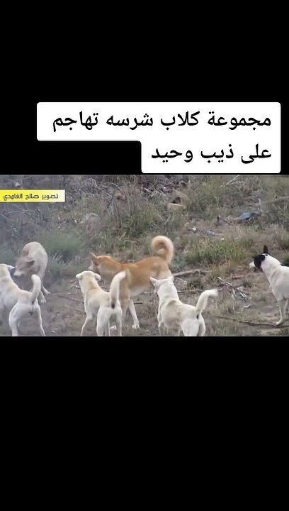 frihat..99_7068445842654514434