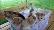 Kittens meowing too much cuteness  All talking at the same time_1080pFHR