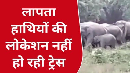 लखीमपुर खीरी: लापता हुआ नेपाल के हाथियों का झुण्ड,वापस लौट जाने की आशंका