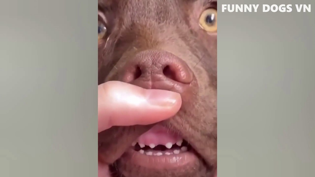 Funniest Animals Video  Funny Dogs And Cats  Try Not To Laugh Animals 2022_1080p