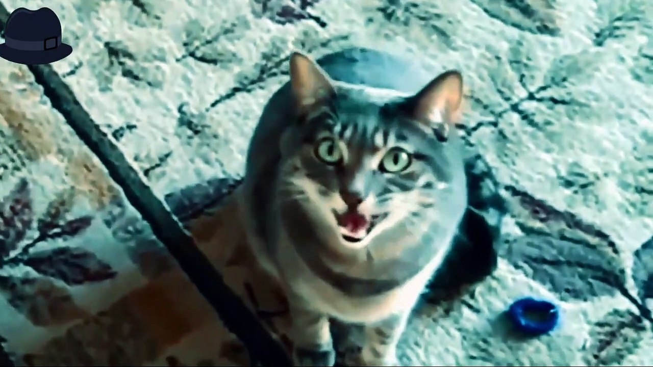 Kucing lucu dan anak kucing mengeong l funy cat