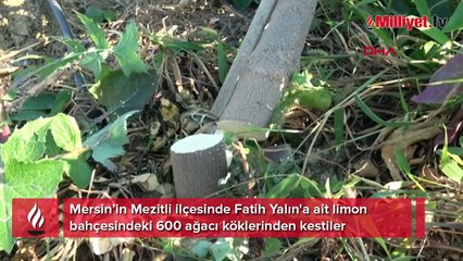 Yok böyle vicdansızlık! 600 ağacı köklerinden kestiler