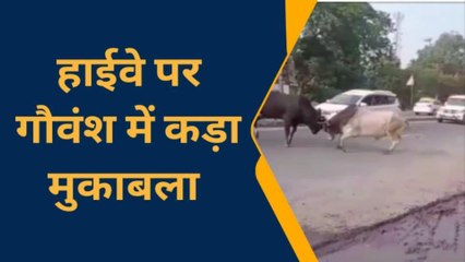 आगरा: बीच सड़क पर हुआ सांडों का दंगल, वीडियो वायरल