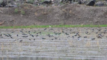 Ağrı Dağı eteklerinde "kırmızı listede" bulunan kız kuşunun popülasyonu gözleniyor
