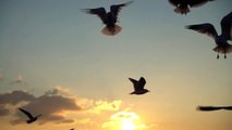 Burung - beterbangan -mixkit-seagulls-flying-over-the-sky-at-sunset-9317-medium