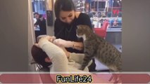 Funny Animals cats and interesting videos