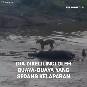 SEEKOR SINGA YANG DIKELILINGI OLEH BUAYA, TERJEBAK DI ATAS TUBUH SEEKOR KUDA NIL