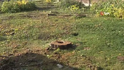"Belediyeden geliyoruz" dediler, asırlık ağaçları kesip gittiler