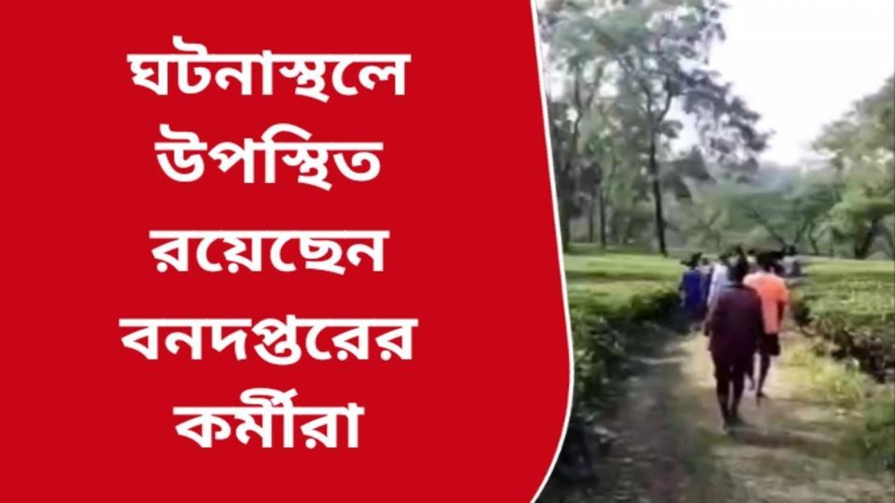 জলপাইগুড়ি: ভয়ঙ্কর জীবের আক্রমণে বাগান ছেড়ে প...