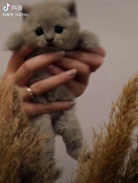 Cat flying like helicopter