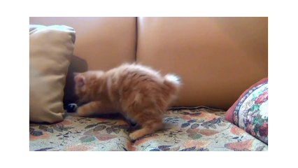 Soo Cute baby animals video | Best cute funny cat and dog video |