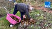 Roland Motte, jardinier : à faire au jardin avant l'hiver
