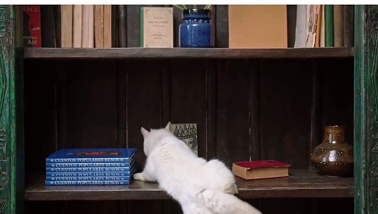 Soo Cute cat dog kittens and puppies playing video || Best cute animals funny videos