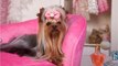 Dog amazes the audience after unexpectedly showing up at a women's beauty pageant (VIDEO)
