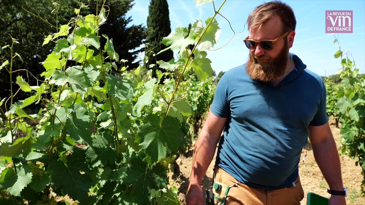 Les quatre saisons du vin à Bandol