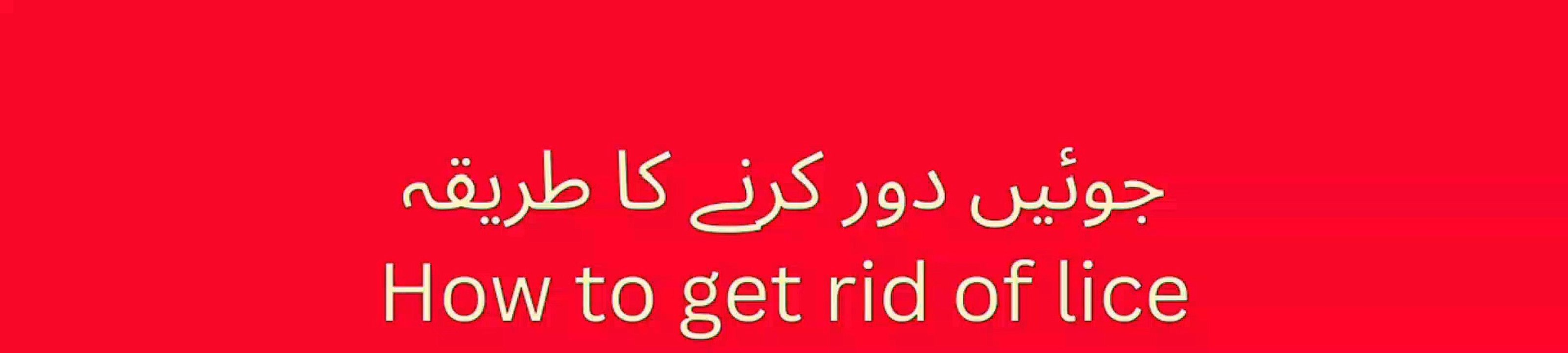 How to get rid of liceجوئیں دور کرنے کا طریقہ