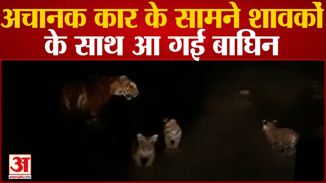 MP : तीन शावकों के साथ कार के सामने आ गई बाघिन, ग्रामीण क्षेत्रों में दहशत, वन विभाग ने बढ़ाई गश्त