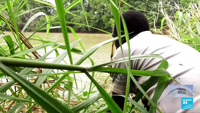 Convention on endangered species: African countries sue EU over failure to protect hippos