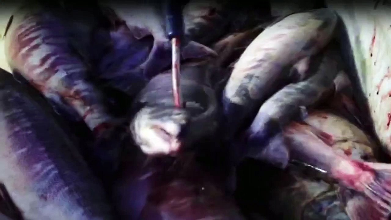 Yukon Men - Überleben in Alaska Staffel 5 Folge 1 HD Deutsch