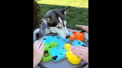 Funniest Cats & Dogs 🐱🐶 | Try Not To Laugh #1 😂 | Cutest Pets Ever