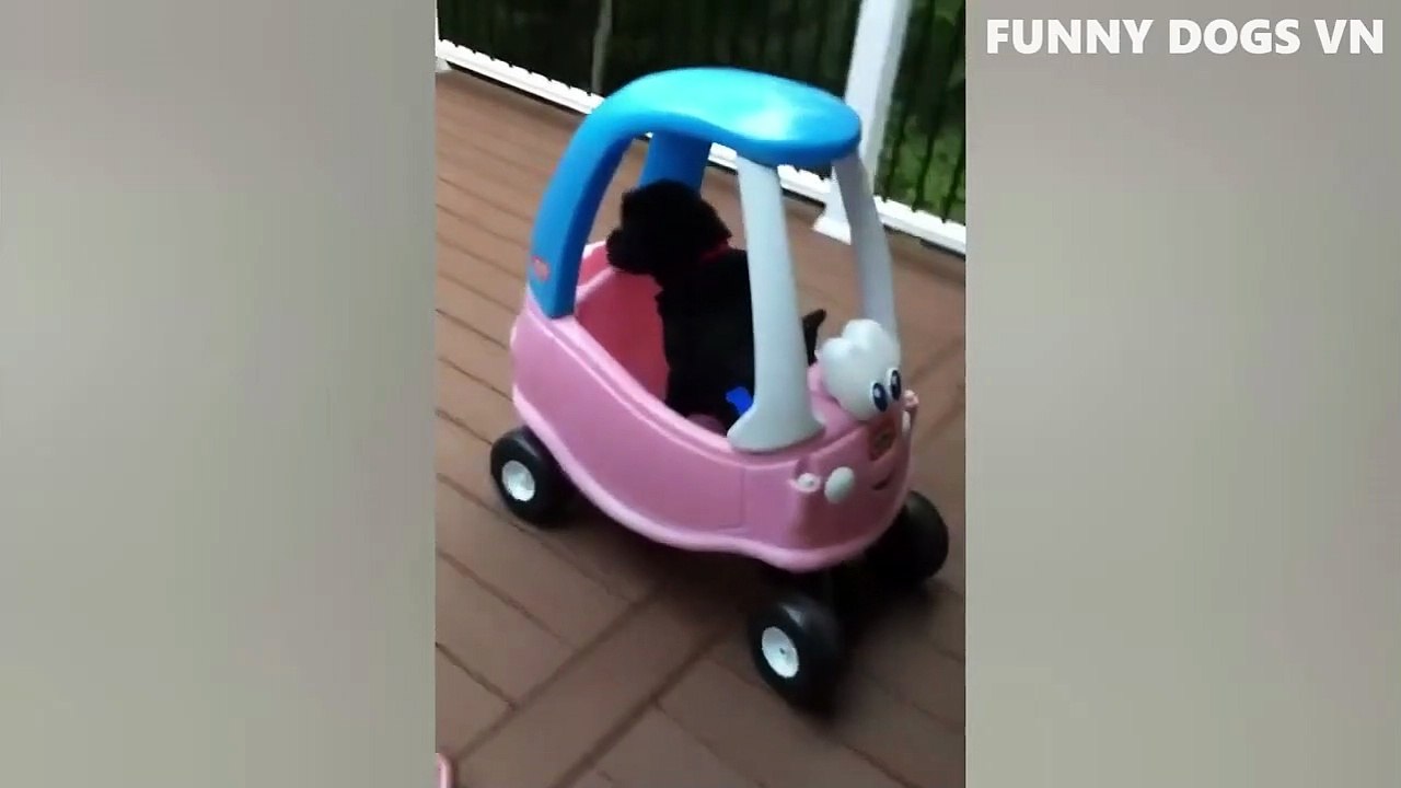 Video Hewan Terlucu - Anjing Dan Kucing Lucu - Cobalah Untuk Tidak Menertawakan Hewan 2022