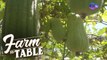 Farm To Table: Big flavor from a giant variant of vegetable
