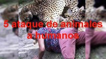 ataques mortales de animales a personas REAL!