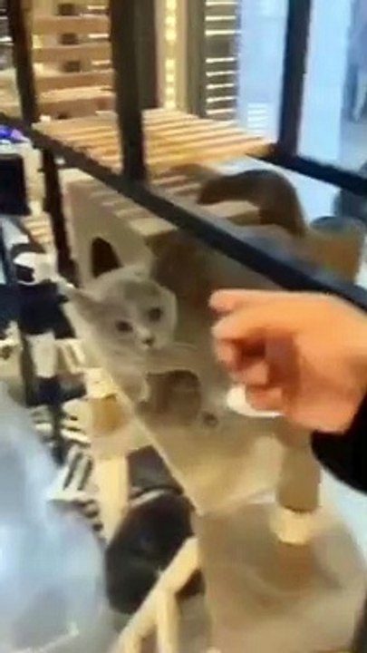 Funniest Animal Videos in The World Ch 1